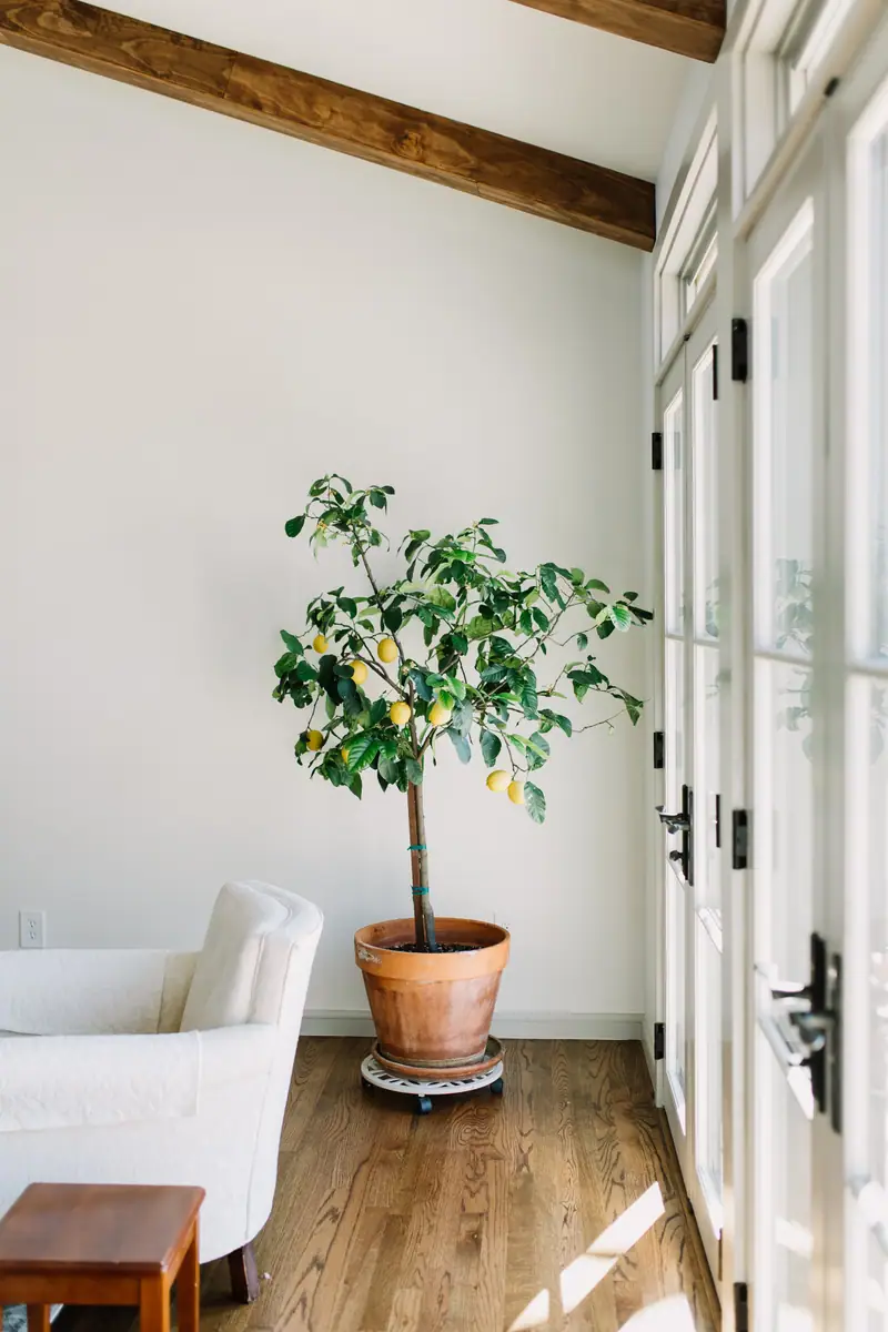 Aledo Mid-Century Renovation: an Aledo whole-home remodel by 6th Ave Homes in Fort Worth, photo 9